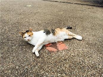 《女神异闻录３携带版》复刻移植版首次促销纪念 开发者访谈公开！